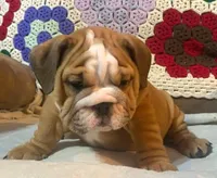 BRADLY, a male English Bulldog for sale in Minerva, OH – 5 of 7