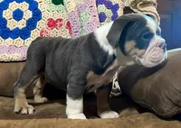 REBEL, a male English Bulldog for sale in Minerva, OH – 9 of 10