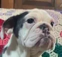 Cinderella, a female English Bulldog for sale in Minerva, OH – 4 of 8