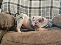 MARSHMALLOW , a female English Bulldog for sale in Minerva, OH – 9 of 10