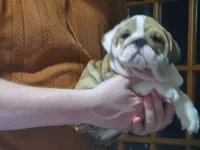 Delilah, a female English Bulldog for sale in Minerva, OH – 7 of 7