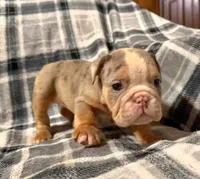 Desi, a female English Bulldog for sale in Minerva, OH – 8 of 10