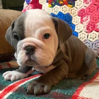 LULU, a female English Bulldog for sale in Minerva, OH – Photo 7 of 7