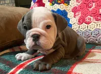 Beautiful blue girl, a female English Bulldog for sale in Minerva, OH – Photo 7 of 7