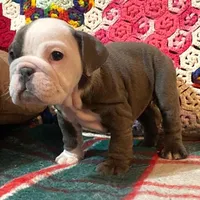 LULU, a female English Bulldog for sale in Minerva, OH – Photo 3 of 7