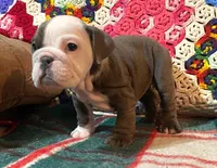 Beautiful blue girl, a female English Bulldog for sale in Minerva, OH – Photo 4 of 7