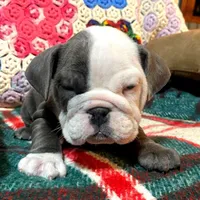 LULU, a female English Bulldog for sale in Minerva, OH – Photo 6 of 7