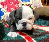 Beautiful blue girl, a female English Bulldog for sale in Minerva, OH – Photo 6 of 7