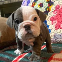 LULU, a female English Bulldog for sale in Minerva, OH – Photo 1 of 7