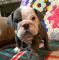 Beautiful blue girl, a female English Bulldog for sale in Minerva, OH – Photo 1 of 7