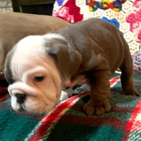 LULU, a female English Bulldog for sale in Minerva, OH – Photo 2 of 7