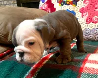 Beautiful blue girl, a female English Bulldog for sale in Minerva, OH – Photo 2 of 7