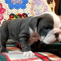 LULU, a female English Bulldog for sale in Minerva, OH – Photo 5 of 7