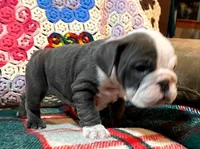 Beautiful blue girl, a female English Bulldog for sale in Minerva, OH – Photo 5 of 7