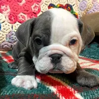 LULU, a female English Bulldog for sale in Minerva, OH – Photo 4 of 7