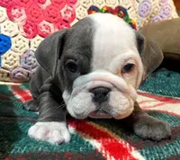 Beautiful blue girl, a female English Bulldog for sale in Minerva, OH – Photo 3 of 7