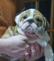 Delilah, a female English Bulldog for sale in Minerva, OH – 5 of 7