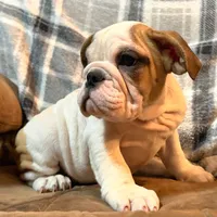Caroline WOW, a female English Bulldog for sale in Minerva, OH – 2 of 10