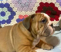 BRADLY, a male English Bulldog for sale in Minerva, OH – 6 of 7