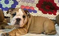 Wow Bonnie, a female English Bulldog for sale in Minerva, OH – 4 of 7