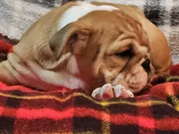 Clyde, a male English Bulldog for sale in Minerva, OH – 2 of 7