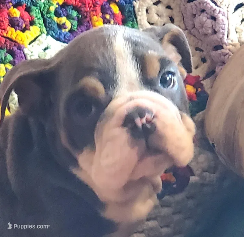 WOW Lovely Lola – English Bulldog puppy for sale in Minerva, OH