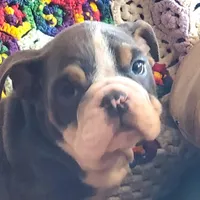 WOW Lovely Lola, a female English Bulldog for sale in Minerva, OH – Photo 1 of 7