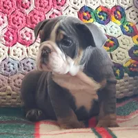 WOW Lovely Lola, a female English Bulldog for sale in Minerva, OH – Photo 3 of 7