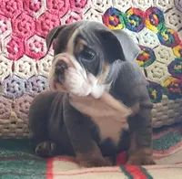 WOW Lovely Lola, a female English Bulldog for sale in Minerva, OH – Photo 4 of 7