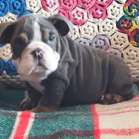 WOW Lovely Lola, a female English Bulldog for sale in Minerva, OH – Photo 5 of 7