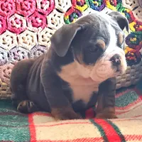 WOW Lovely Lola, a female English Bulldog for sale in Minerva, OH – Photo 7 of 7