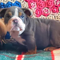 WOW Lovely Lola, a female English Bulldog for sale in Minerva, OH – Photo 6 of 7