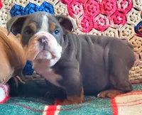 WOW Lovely Lola, a female English Bulldog for sale in Minerva, OH – Photo 6 of 7