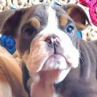 WOW Lovely Lola, a female English Bulldog for sale in Minerva, OH – Photo 4 of 7