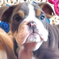 WOW Lovely Lola, a female English Bulldog for sale in Minerva, OH – Photo 1 of 7