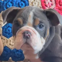 WOW Lovely Lola, a female English Bulldog for sale in Minerva, OH – Photo 2 of 7