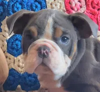 WOW Lovely Lola, a female English Bulldog for sale in Minerva, OH – Photo 3 of 7