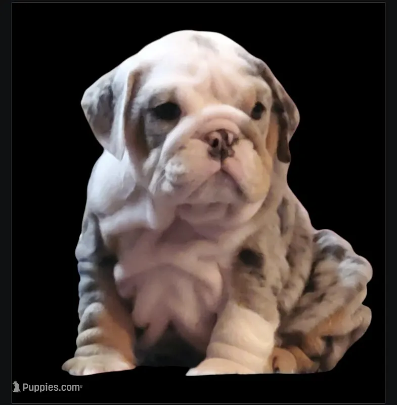 Wow wow wow – English Bulldog puppy for sale in Minerva, OH