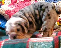 Wow wow wow, a female English Bulldog for sale in Minerva, OH – Photo 8 of 9