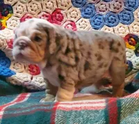 Wow wow wow, a female English Bulldog for sale in Minerva, OH – Photo 9 of 9