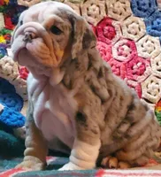 Wow wow wow, a female English Bulldog for sale in Minerva, OH – Photo 6 of 9