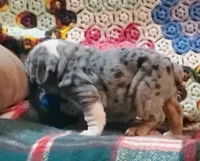 Wow wow wow, a female English Bulldog for sale in Minerva, OH – Photo 2 of 9