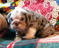 Wow wow wow, a female English Bulldog for sale in Minerva, OH – Photo 5 of 9