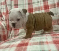 Nugget, a female English Bulldog for sale in Minerva, OH – 3 of 7
