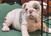 MARSHMALLOW , a female English Bulldog for sale in Minerva, OH – 8 of 10