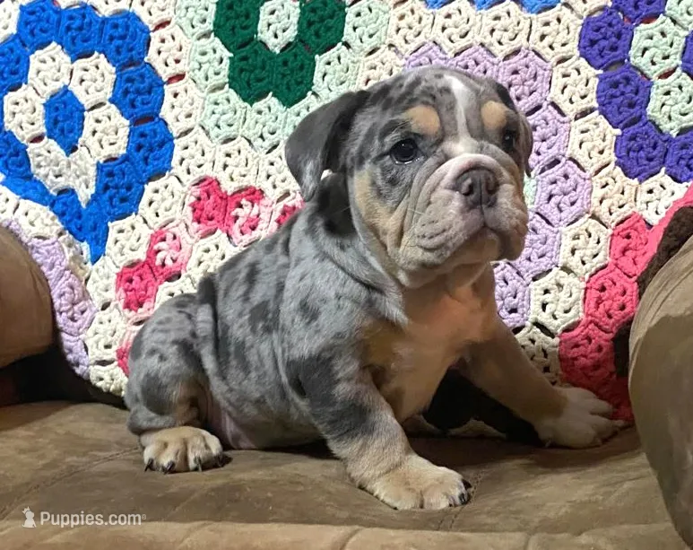 Grace – English Bulldog puppy for sale in Minerva, OH