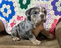 Gorgeous , a female English Bulldog for sale in Minerva, OH – 5 of 8