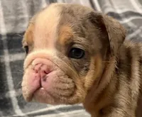 Desi, a female English Bulldog for sale in Minerva, OH – 7 of 10