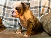 Amazing, a female English Bulldog for sale in Minerva, OH – 5 of 8
