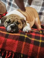 Carlos, a male English Bulldog for sale in Minerva, OH – 9 of 10